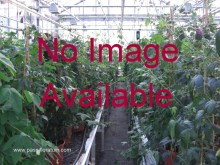 no image Available 197